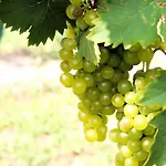 Weinhof & Gaestezimmer Gregor Raab Daire