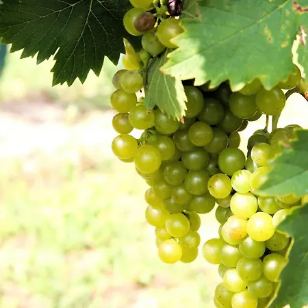 Weinhof & Gaestezimmer Gregor Raab Apartman