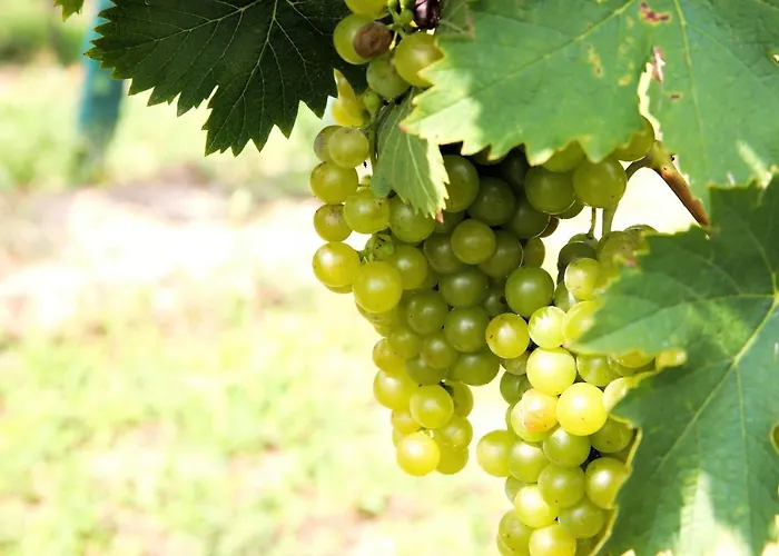 Weinhof & Gaestezimmer Gregor Raab Lejlighed